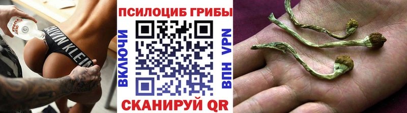 где найти   Котовск  Псилоцибиновые грибы Cubensis 